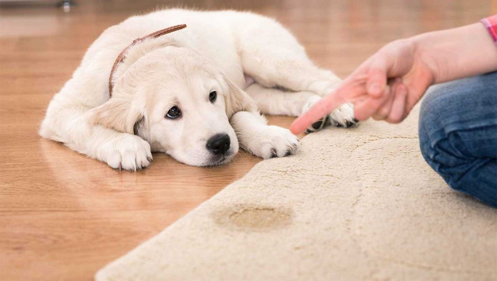 بهترین فرش برای صاحبان حیوانات خانگی